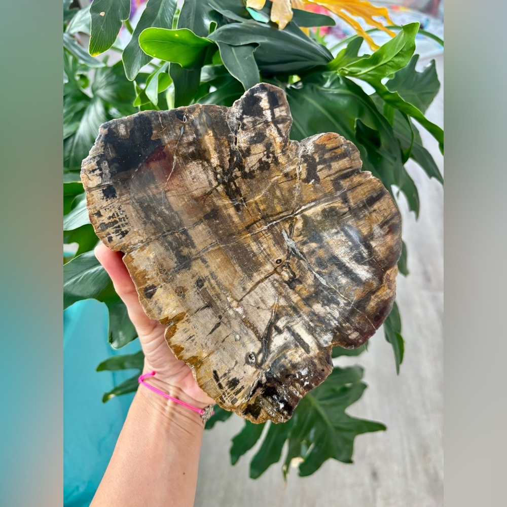 Petrified Wood bowl from Indonesia - Picture 2 of 9